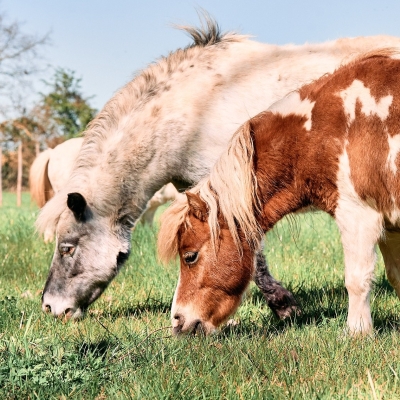 Pony - De Zonnegloed - Dierenpark - Dieren opvangcentrum - Sanctuary